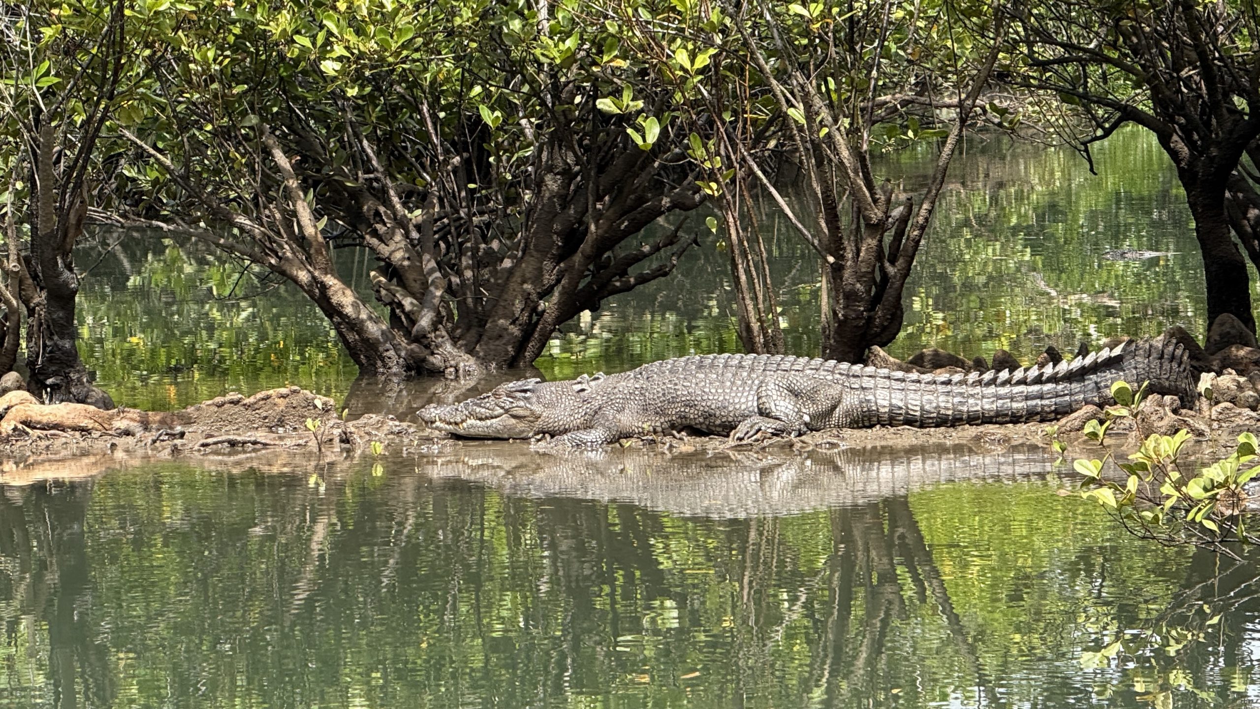 Mehr über den Artikel erfahren Australien 2026 – Tag 2 Daintree Rainforest