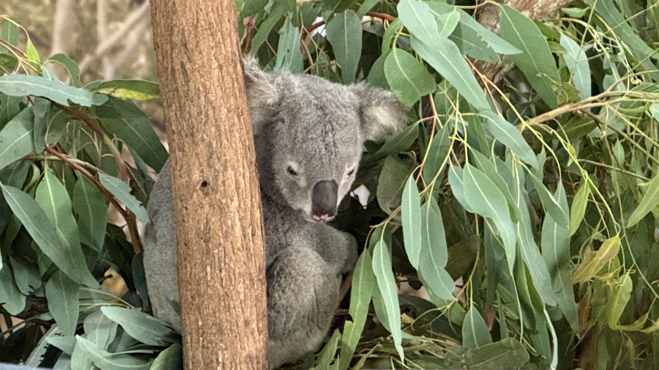 Mehr über den Artikel erfahren Australien 2026 – Tag 4 Wildlife Habitat und letzter Tag in Port Douglas